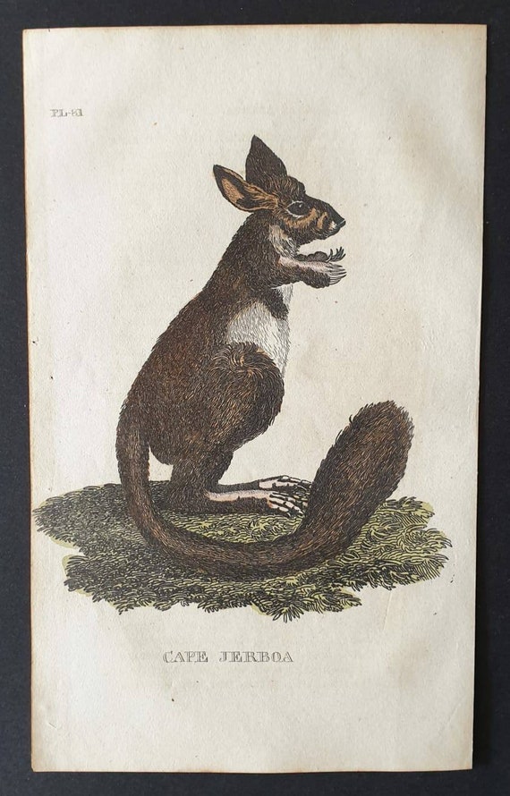 Original 1821 hand coloured animal print - Cape Jerboa