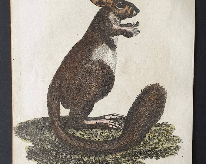 Original 1821 hand coloured animal print - Cape Jerboa