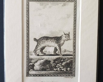 Canadian Lynx - Original 1812 Buffon print
