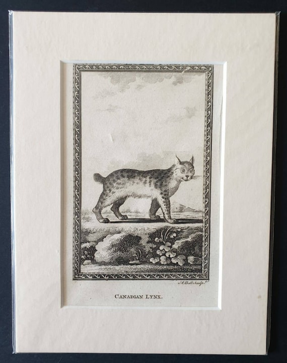 Original 1812 Buffon print - Canadian Lynx