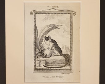 Pinche or Red Monkey - Original 1791 Buffon print in mount
