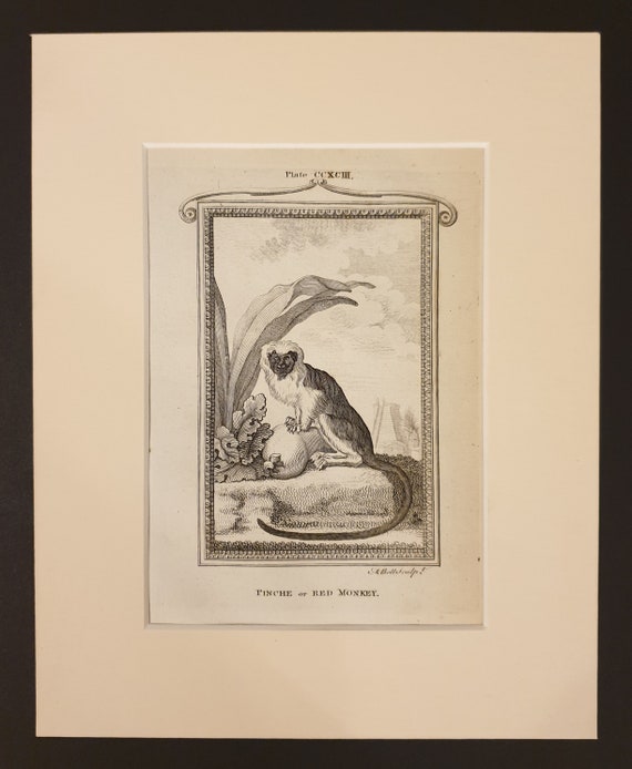 Pinche or Red Monkey - Original 1791 Buffon print in mount