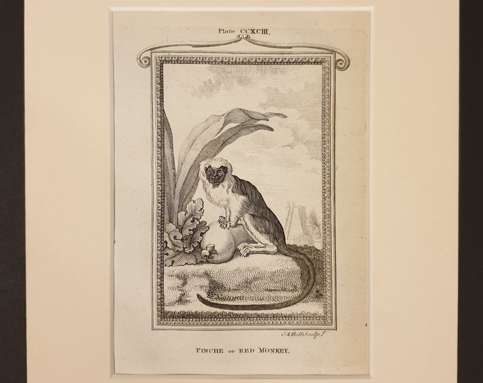 Pinche or Red Monkey - Original 1791 Buffon print in mount