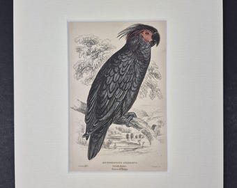 Goliah Aratoo - Original c1840 Hand Coloured Parrot in Mount