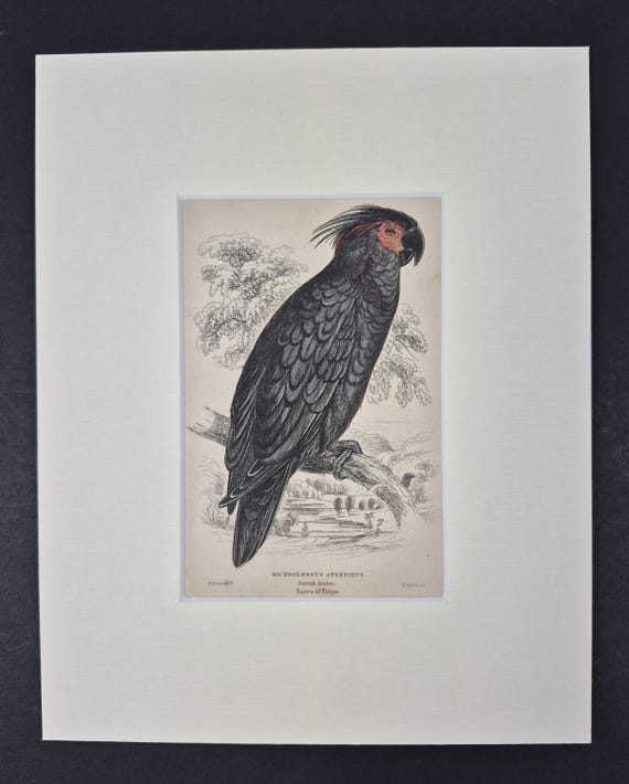 Goliah Aratoo - Original c1840 Hand Coloured Parrot in Mount