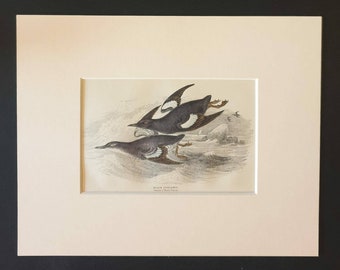 Black Guillemot - Original c1840 hand coloured bird print in mount