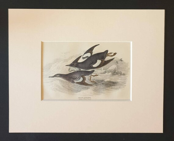 Original c1840 hand coloured bird print in mount - Black Guillemot