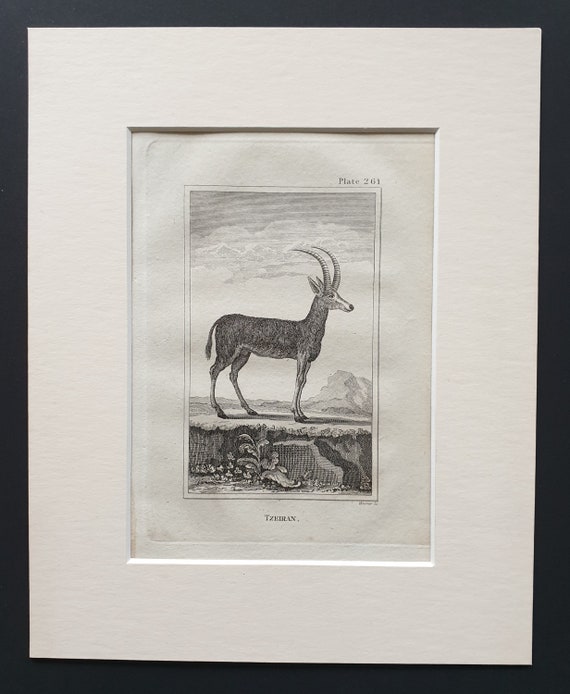 Tzeiran - Original 1812 Buffon print in mount
