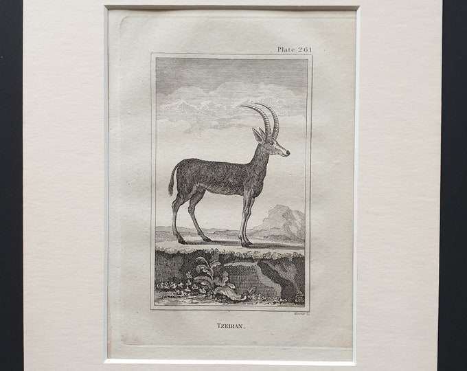 Tzeiran - Original 1812 Buffon print in mount