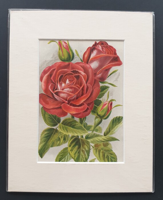 Gustave Piganeau - Original 1903 rose print in mount