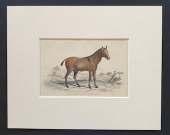 Asinus Equuleus, the Yo To Ke - Original 1841 hand coloured horse print