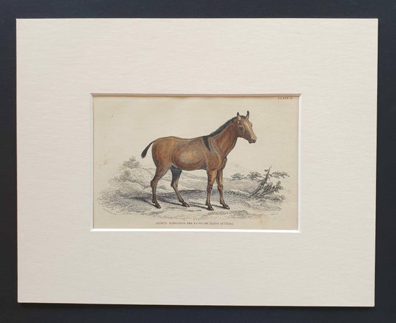 Original 1841 hand coloured horse print - Asinus Equuleus, the Yo To Ke