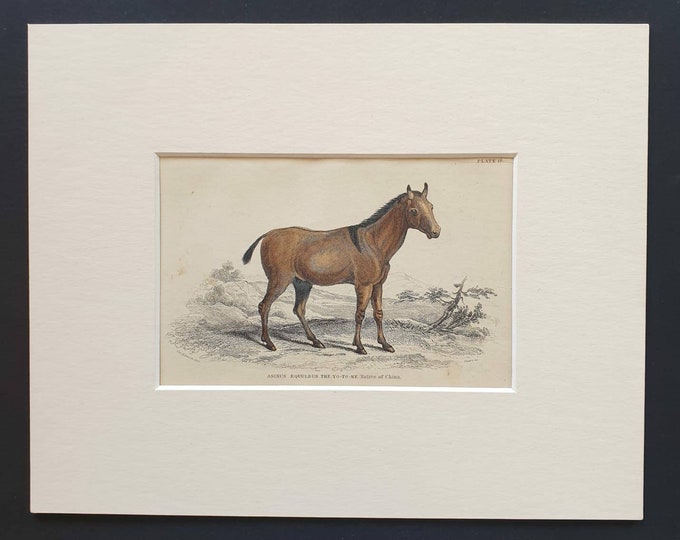 Original 1841 hand coloured horse print - Asinus Equuleus, the Yo To Ke