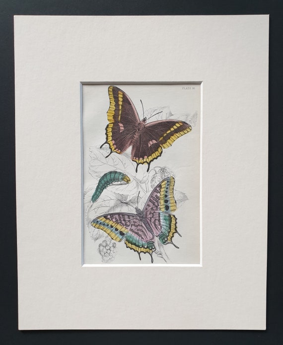 Charaxes Jasius - Original c1840 hand coloured print in mount