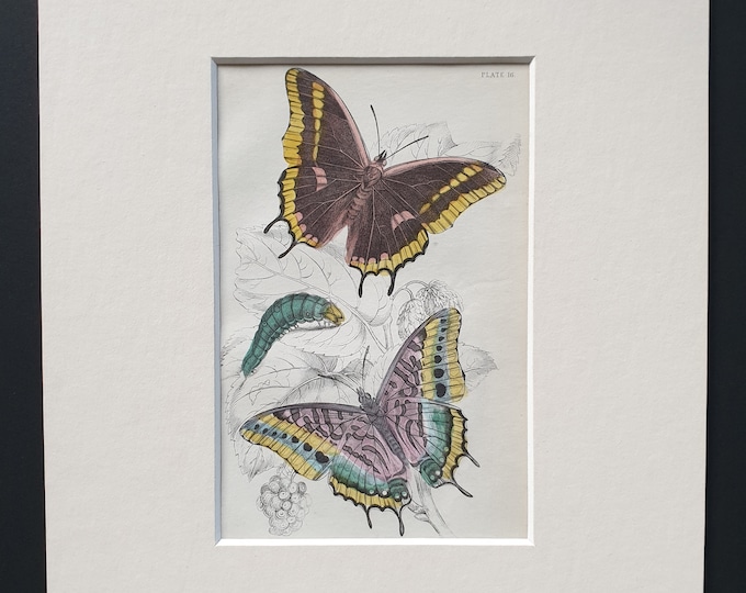 Charaxes Jasius - Original c1840 hand coloured print in mount