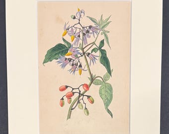 The Woody Nightshade, Or Bitter Sweet - Original 1836 Antique Botanical Print