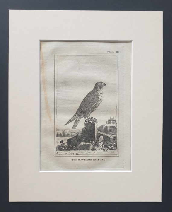 The Young Falcon - Original 1812 Buffon print in mount (16)
