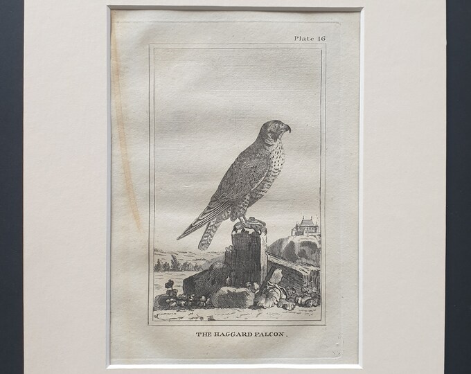 The Young Falcon - Original 1812 Buffon print in mount (16)