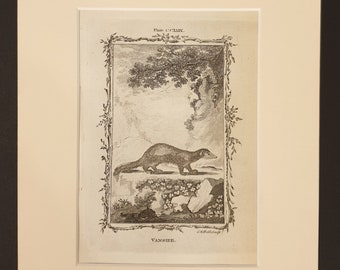 Vanshire - Original 1791 Buffon print in mount