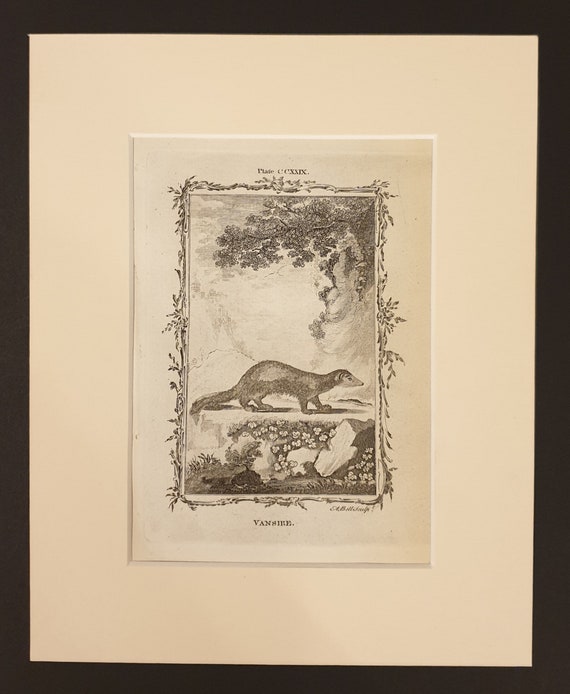 Vanshire - Original 1791 Buffon print in mount