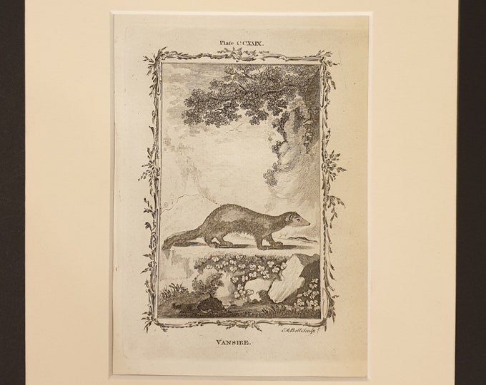 Vanshire - Original 1791 Buffon print in mount