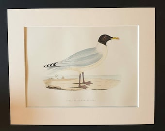 Great Black Headed Gull - Original 1891 hand coloured bird print in mount