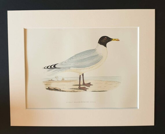 Original 1891 hand coloured bird print in mount - Great Black Headed Gull