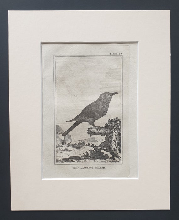 The Garrulous Roller - Original 1812 Buffon print in mount (66)