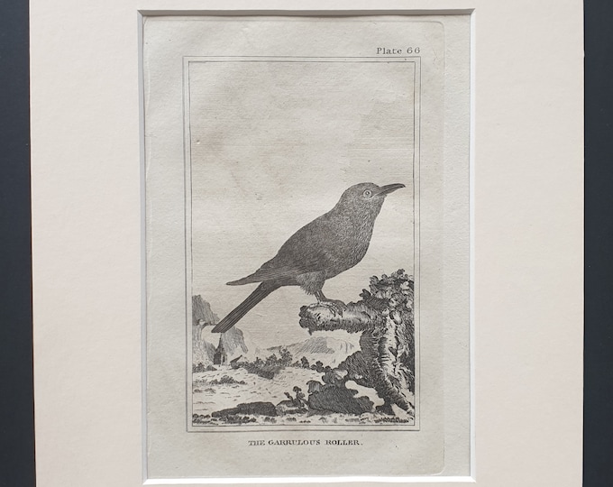 The Garrulous Roller - Original 1812 Buffon print in mount (66)