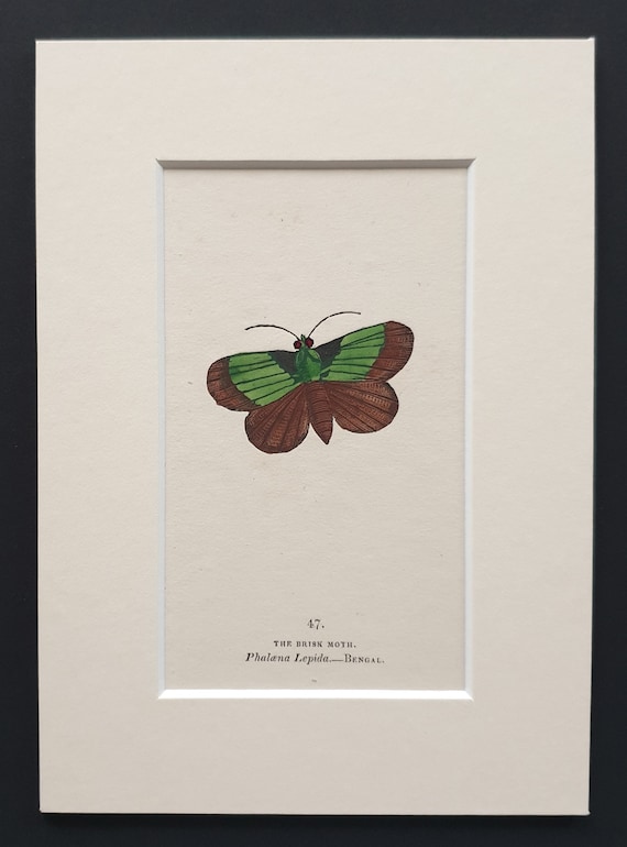 The Brisk Moth - Original 1834 hand coloured print in mount (47)