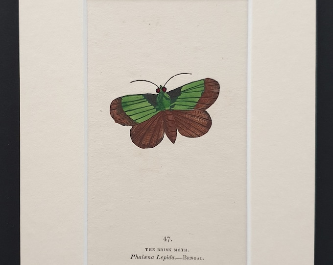 The Brisk Moth - Original 1834 hand coloured print in mount (47)