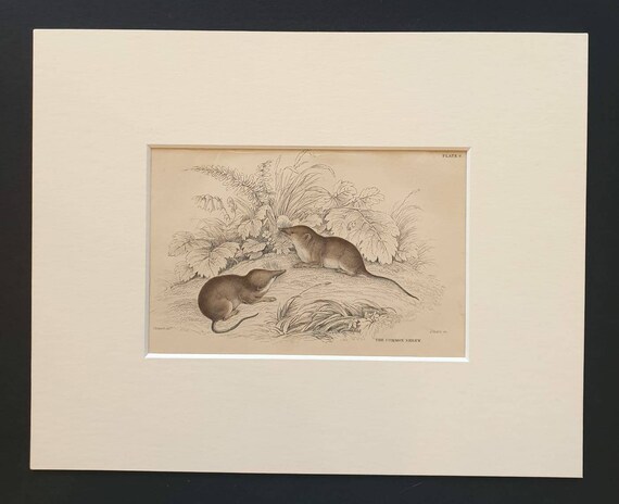 Original 1838 hand coloured mammalia print in mount - The Common Shrew