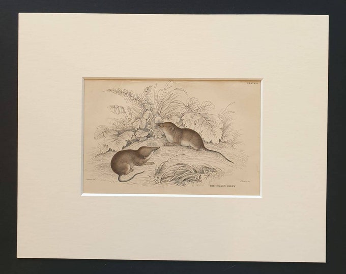 Original 1838 hand coloured mammalia print in mount - The Common Shrew