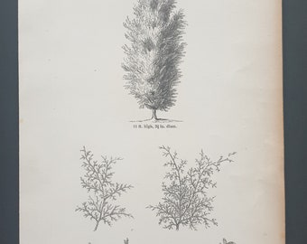 The Phoenician Juniper - Original 1844 print