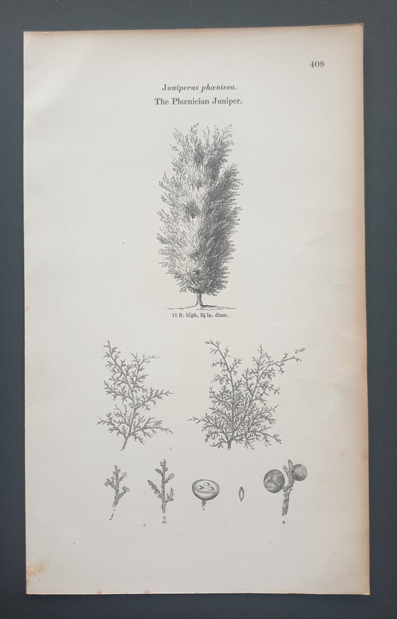 The Phoenician Juniper - Original 1844 print