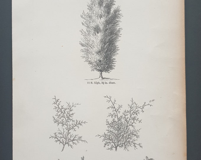 The Phoenician Juniper - Original 1844 print