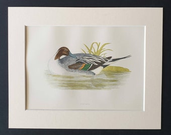 Pintail - Original 1891 hand coloured bird print in mount