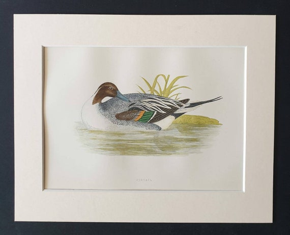 Original 1891 hand coloured bird print in mount - Pintail