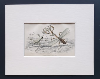 Species of Praying Mantis (Empusae) - Original c1860 hand coloured insect print in mount
