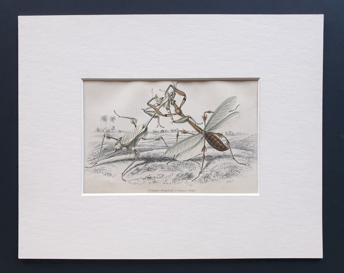 Species of Praying Mantis (Empusae) - Original c1860 hand coloured insect print in mount