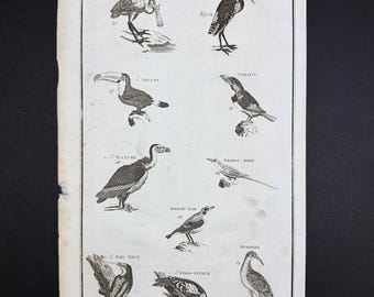 Birds - Tab. V - Original c1785 Antique Print