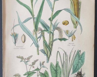 Plants used as Food - Original 1877 The Vegetable Kingdom print