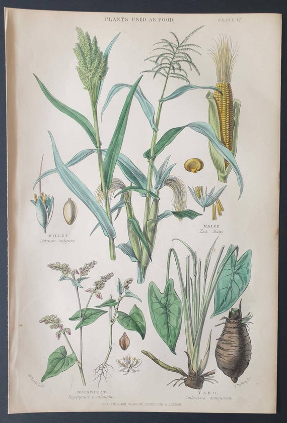 Original 1877 The Vegetable  Kingdom print - Plants used as Food