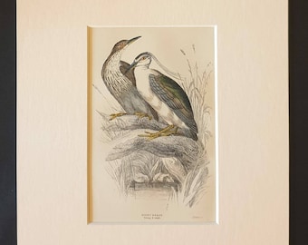 Night Heron - Original c1840 hand coloured bird print in mount
