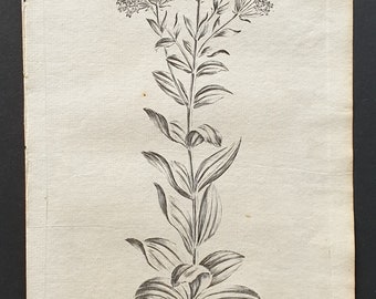 Centaury - Original 1802 Culpeper engraving (27)