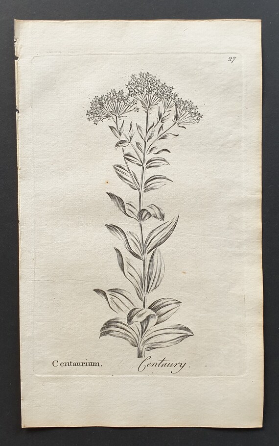 Centaury - Original 1802 Culpeper engraving (27)