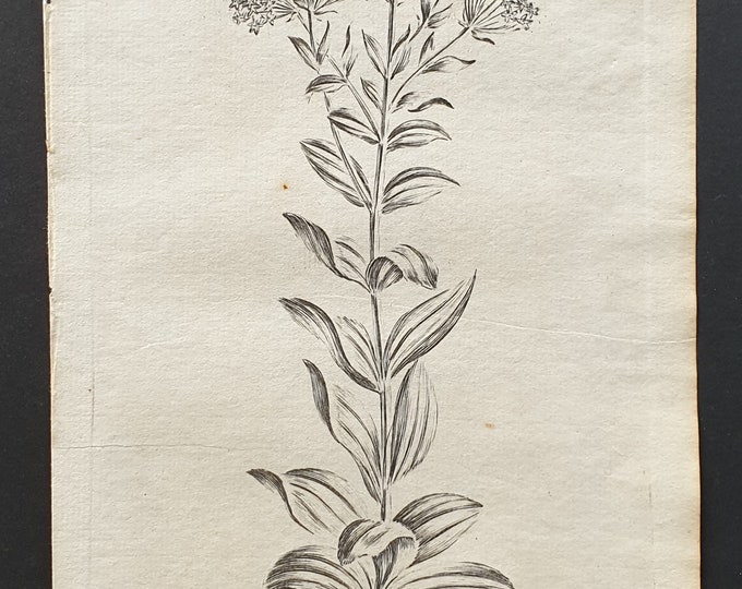 Centaury - Original 1802 Culpeper engraving (27)
