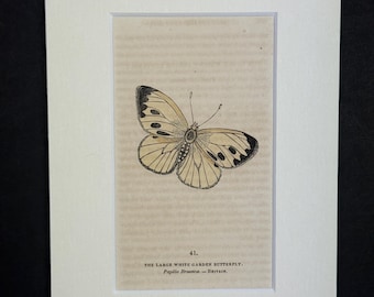 The Large White Garden Butterfly - Original 1832 Hand Coloured Antique Print