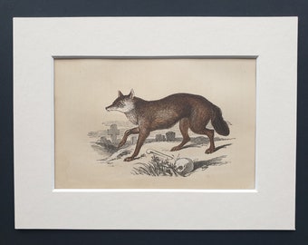 The Jackal - Original 1851 John Tallis woodblock print