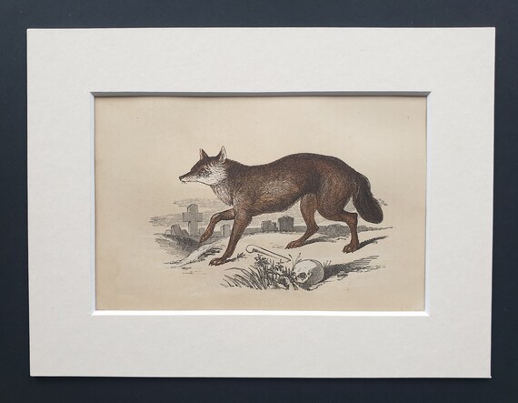 The Jackal - Original 1851 John Tallis woodblock print